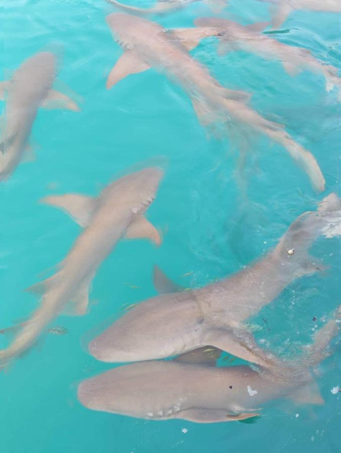 Rashuthere Maldives Rasdhoo 外观 照片