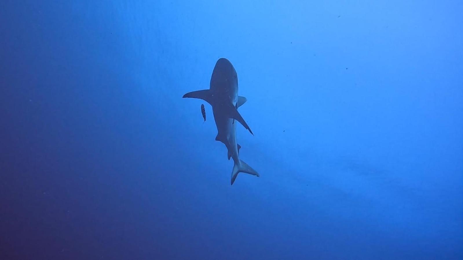 Rashuthere Maldives Rasdhoo 外观 照片