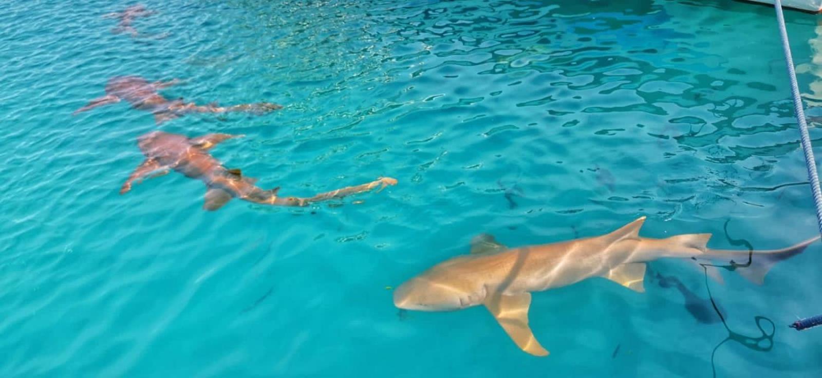 Rashuthere Maldives Rasdhoo 外观 照片