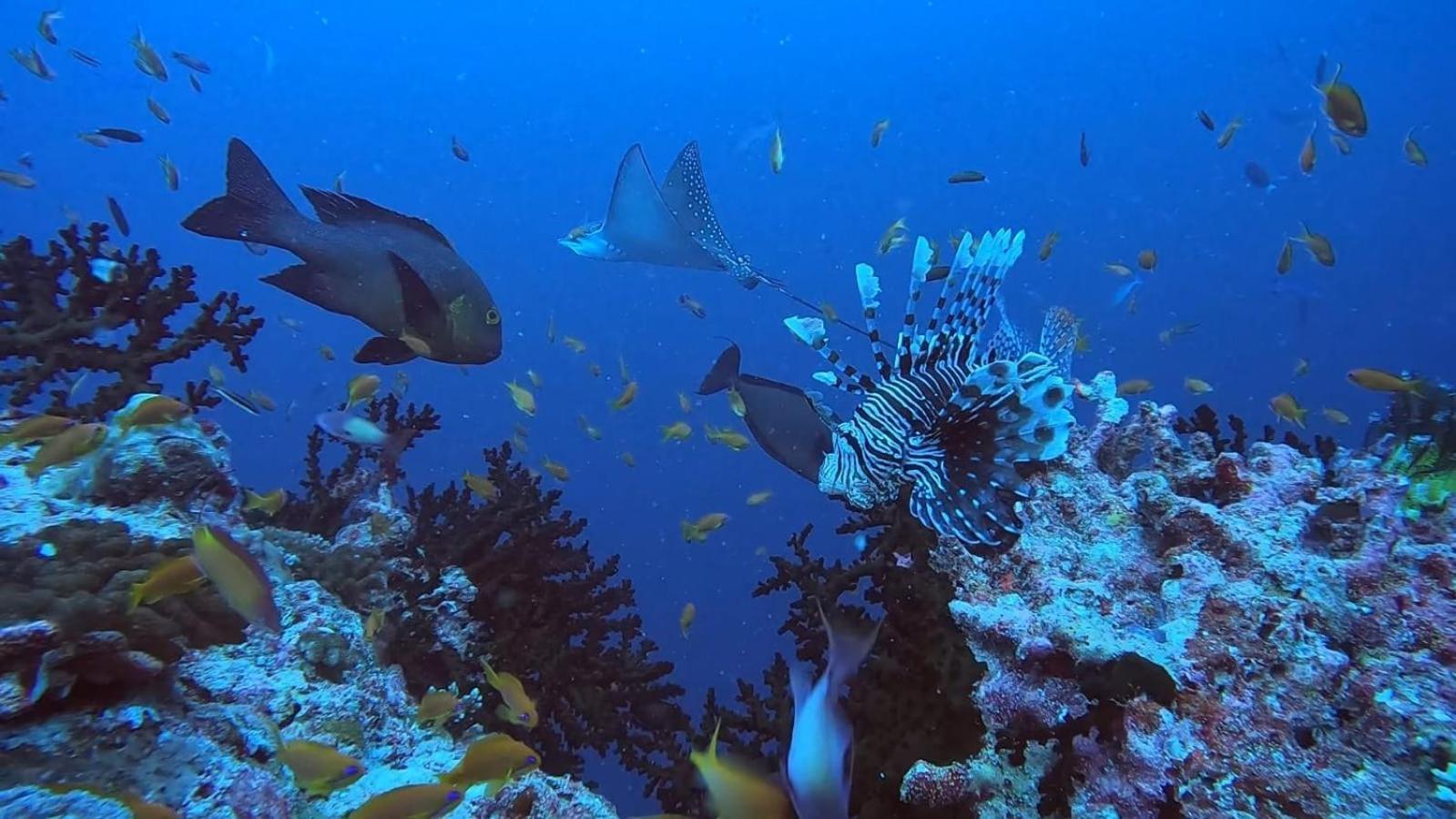 Rashuthere Maldives Rasdhoo 外观 照片