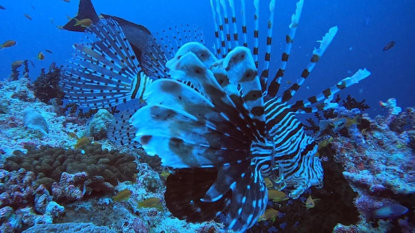 Rashuthere Maldives Rasdhoo 外观 照片