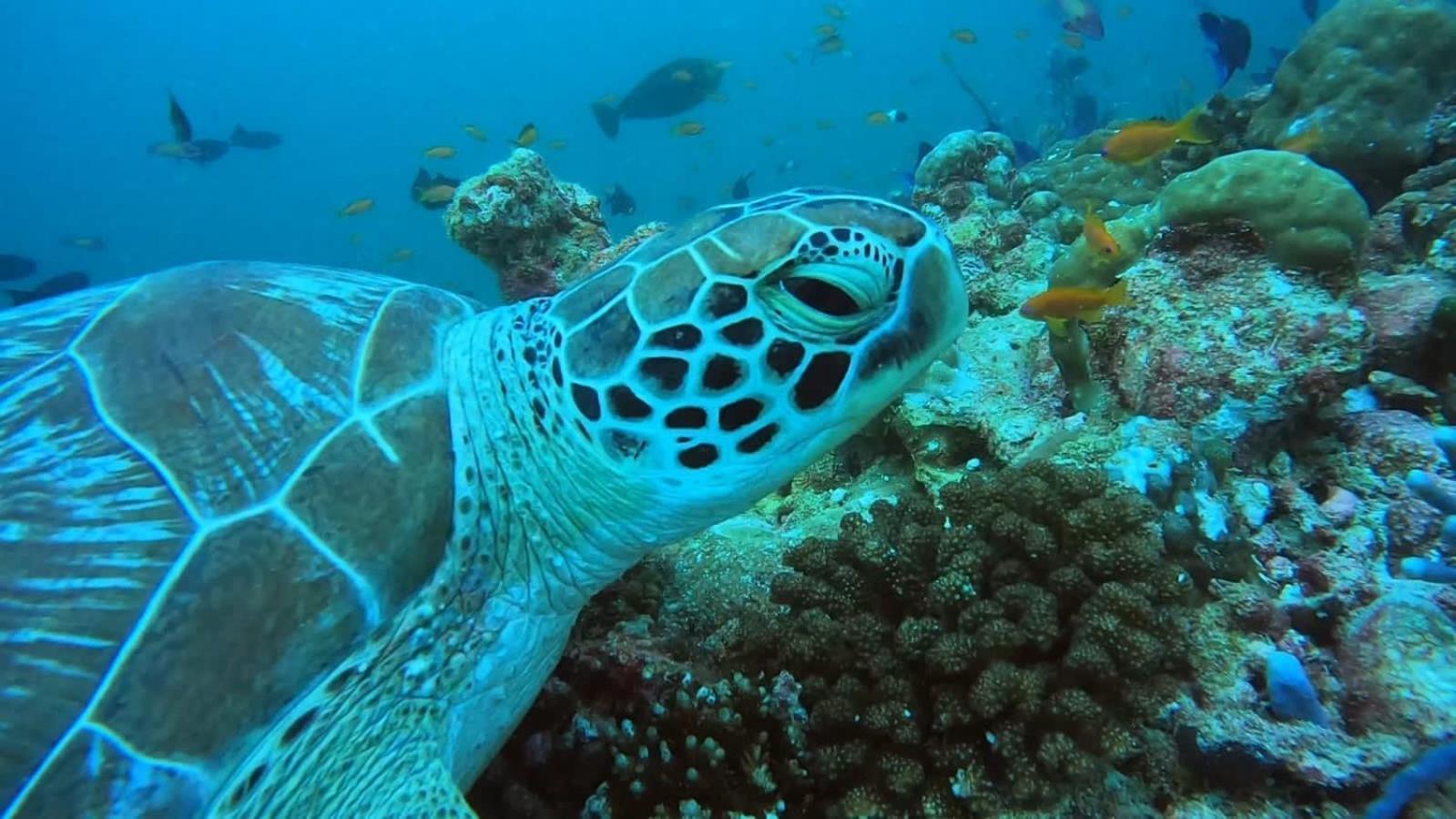 Rashuthere Maldives Rasdhoo 外观 照片
