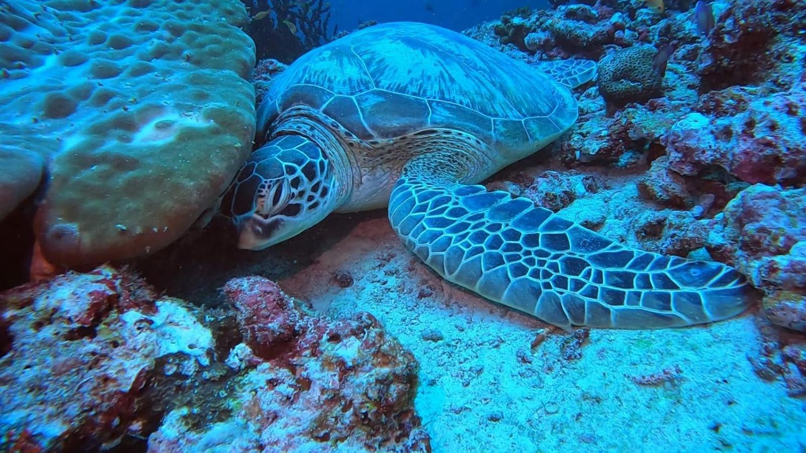 Rashuthere Maldives Rasdhoo 外观 照片