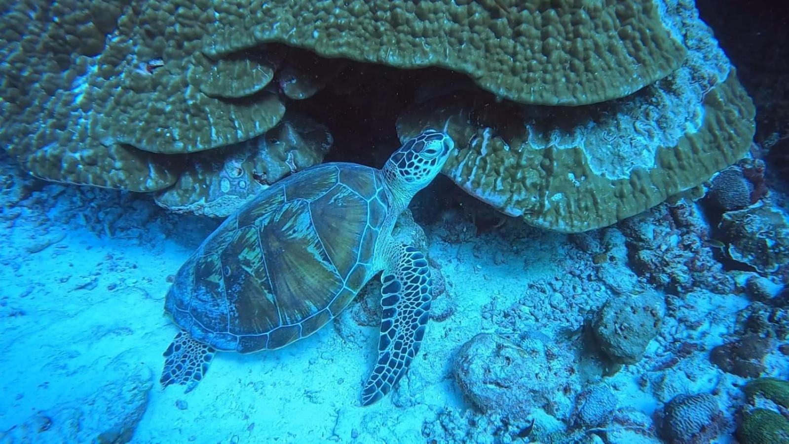 Rashuthere Maldives Rasdhoo 外观 照片